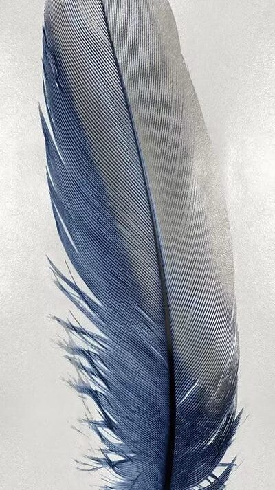 Blue Feather On Silver I