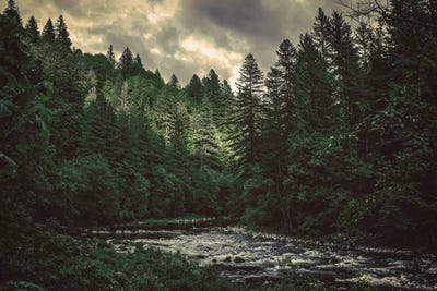 Pacific Northwest River And Trees