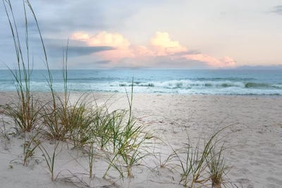 Beach Driftwood