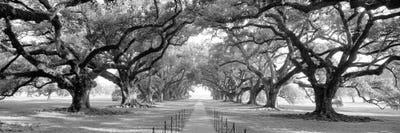Brick Path Through Alley Of Oak Trees II, Louisiana, New Orleans, USA (Black And White)