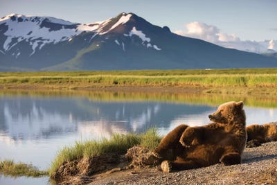 Lounging Grizzly Bear Near Hallo Bay, Katmai National Park, Alaska, USA