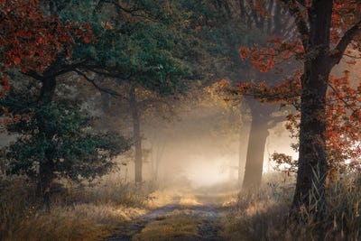 Beginning Of Autumn In A Foggy Forest